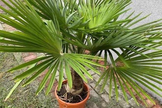 Kradzież palmy w Nowej Rudzie