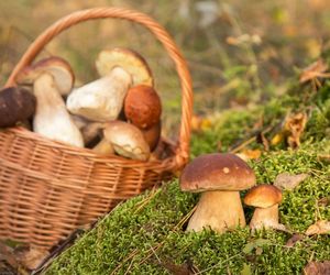 Kalendarz grzybiarza – poznaj najlepsze miesiące na kurki, podgrzybki i borowiki