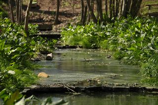 Tu w woj. lubelskim są cudowne źródełka! 