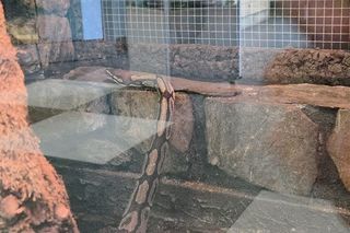 Egzotyczny świat na wyciągnięcie ręki! Zaglądamy do akwarium-terrarium w Myślęcinku