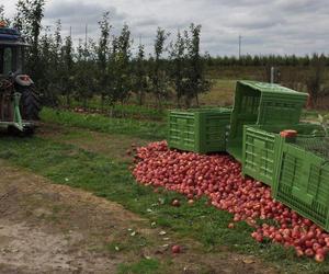 Lubelskie: Nieszczęśliwy wypadek podczas zbioru jabłek. Dwie kobiety trafiły do szpitala