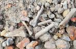 Kości znalezione na Bulwarze Filadelfijskim w Toruniu