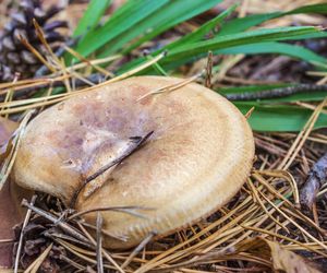 Dawniej rarytas, dziś śmiertelne zagrożenie. Ten grzyb może zabić nawet po latach!
