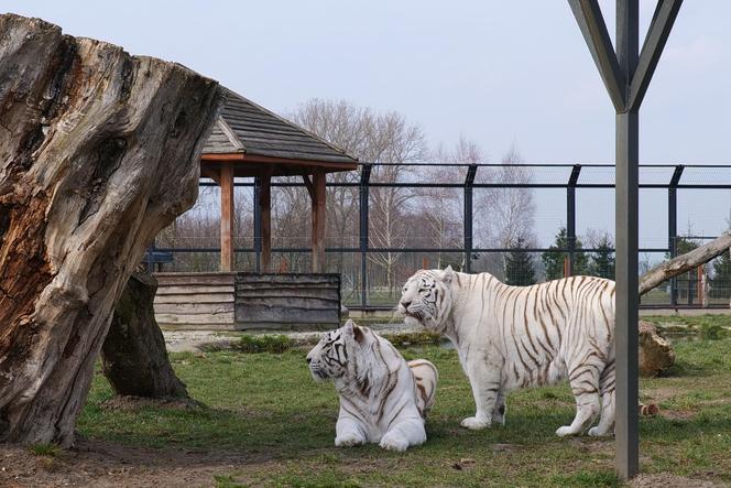 Zoo Borysew może się pochwalić jedynym takim obiektem w Europie. To basen dla białych tygrysów [ZDJĘCIA]. 