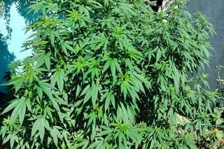 Areszt za uprawę marihuany. 