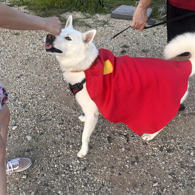 Zabierz psa do kina pod Chicago