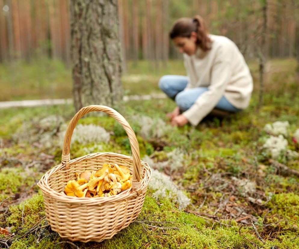 grzyby za 500 złotych. 
