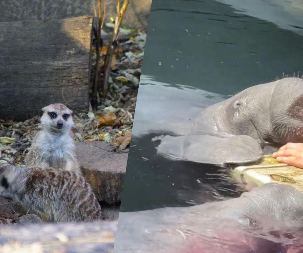 Turyści cały czas to robią. ZOO we Wrocławiu: To śmiertelne zagrożenie dla zwierząt!