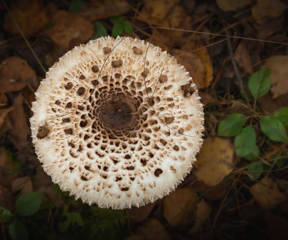 Jak rozpoznać kanię?