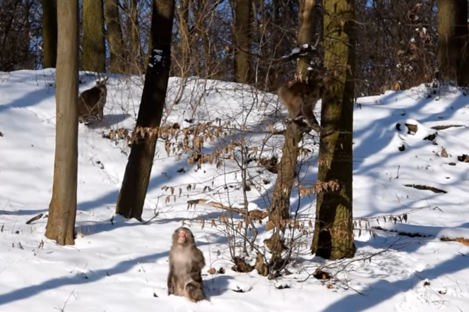 Zimowe makaki japońskie w poznańskim ZOO
