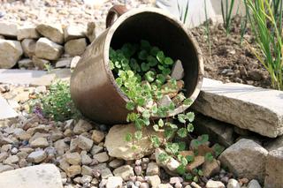 Bluszczyk kurdybanek – zioło i roślina ozdobna. Uprawa, pielęgnacja, właściwości i zastosowanie bluszczyku