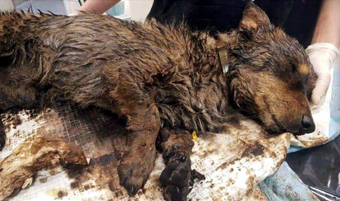 Fart wtopił się w asfalt