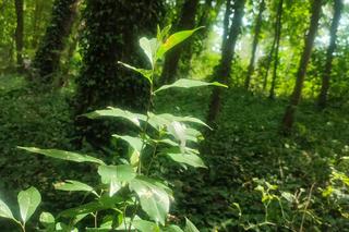 Park Baranowski w Kielcach piękny jak Narnia