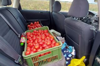 Samozbiory pomidorów na plantacji w Niewirkowie cieszą się powodzeniem