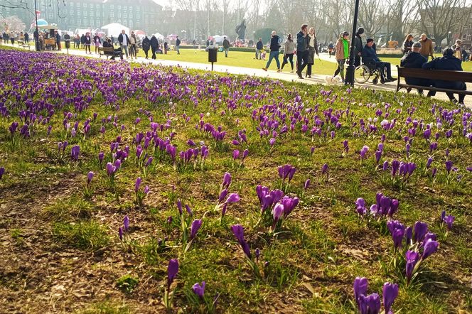 Krokusy na Jasnych Błoniach