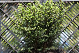 Świerk serbski 'Karel' - Picea omorica 'Karel'