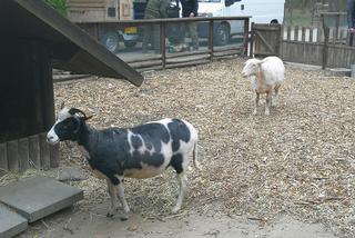 Owce z myślęcińskiego zoo pozbyły się nadmiaru wełny. Zobaczcie, jak wyglądało ich strzyżenie! [ZDJĘCIA]