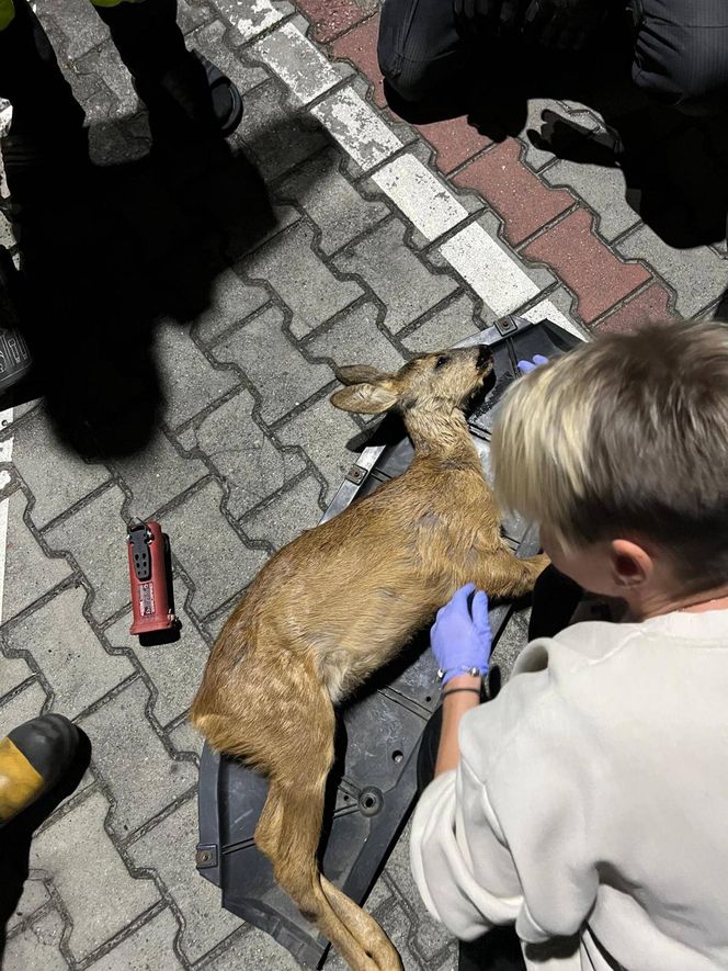 Wypadek pod Łaskiem. Sarna zaklinowała się między zderzakiem a chłodnicą pojazdu