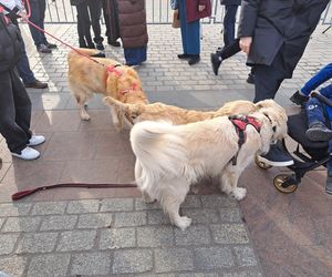 33. Finał WOŚP z grupą krakowskich Golden Retrieverów