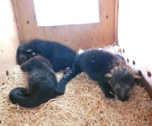 Baby book w łódzim ZOO. Poznajcie nowych, wyjątkowych lokatorów [ZDJĘCIA] 