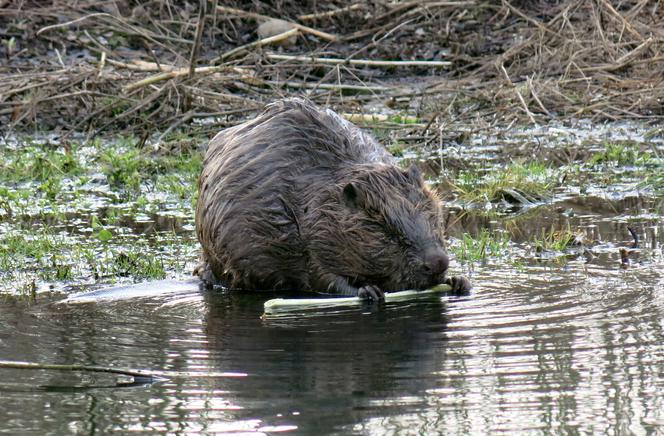 Bóbr Bazyli zamieszkał w klasztorze