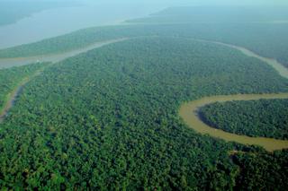 Amazonia to źródło zysku? Słynne lasy czeka koniec