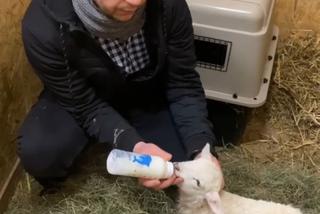 Zostałem mamą Henia