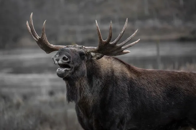 Nietypowy mieszkaniec mazurskiego kurortu. Łoś oczkiem w głowie burmistrza?