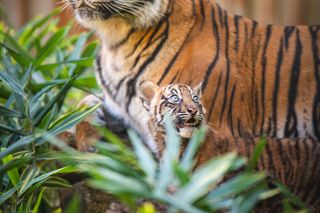 Niesamowite narodziny we wrocławskim zoo. Na świat przyszły cztery tygrysy sumatrzańskie 