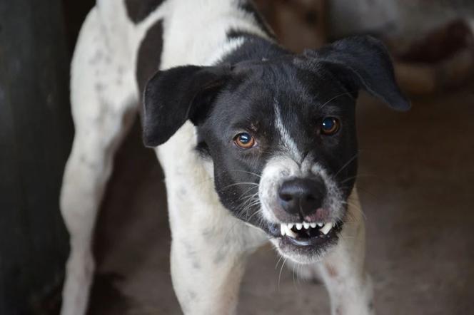 Dramat w schronisku dla zwierząt: Pies odgryzł ucho kobiecie
