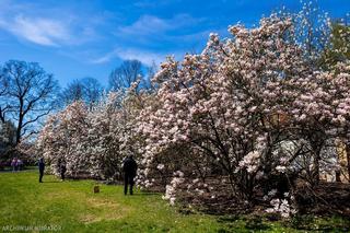 Magnolie w ogrodzie - zdjęcia