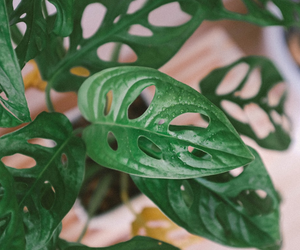 Monstera monkey mask – żółte liście, pielęgnacja, rozmnażanie. Co robić gdy monsterze żółkną liście?
