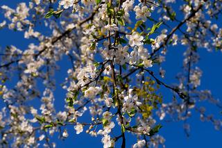 W oczekiwaniu na wiosenną pogodę [ZDJĘCIE DNIA]