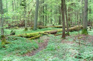 Cuda Polski. Te perełki znalazły się na liście UNESCO