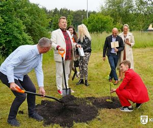 Dąb Kubuś - potomek Bartka - posadzony w Kielcach
