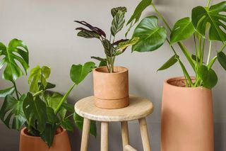 Ciekawe doniczki do domu