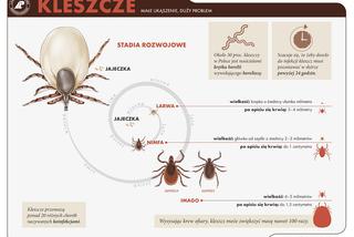 Kleszcze przenoszą boreliozę i kleszczowe zapalnie opon mózgowych