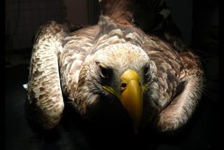 Uratowali zatrutego orła