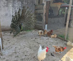 Kobieca przyjaźń w rytmie slow. Nasze dni w sercu Południowego Tyrolu
