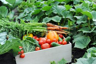 Jak przechowywać warzywa, żeby zachować ich świeżość i apetyczny wygląd?