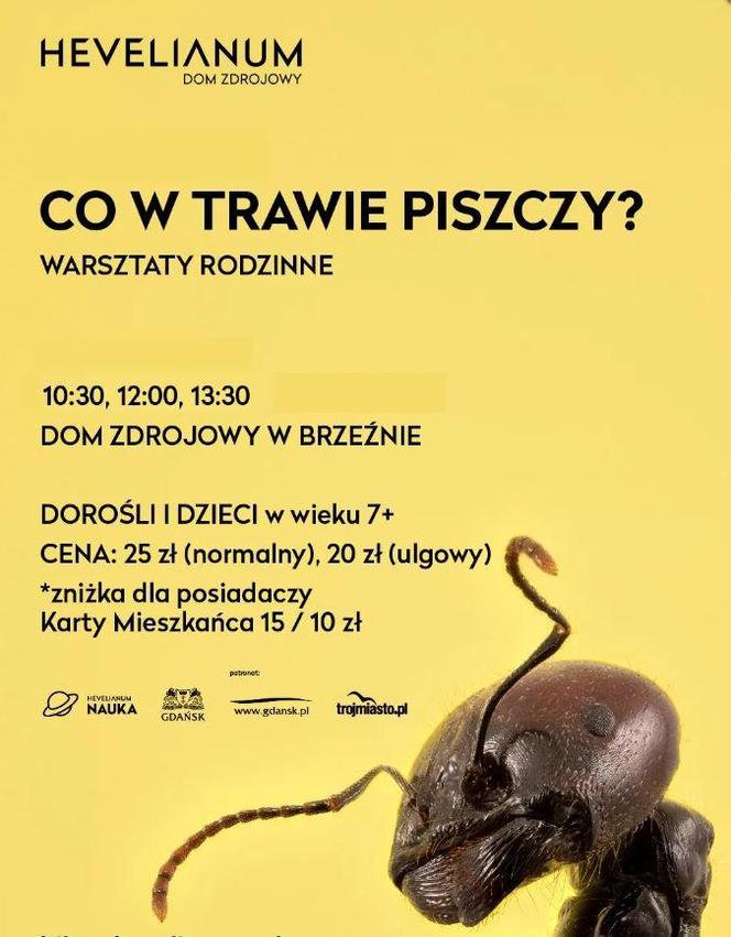 Co w trawie piszczy?