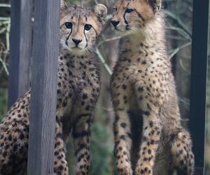 Gepardy w gdańskim zoo