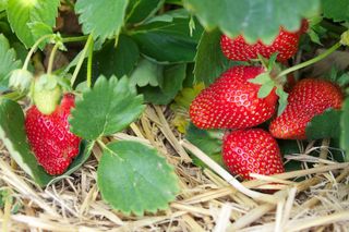 Truskawka = poziomka truskawka - Fragaria × ananassa