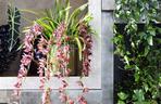 Storczyk Cymbidium