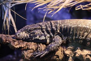 Zoopark 2024 w Lublinie. Można podziwiać wiele gatunków zwierząt