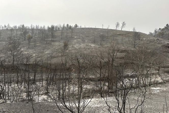 Ogromny pożar we Francji! Spłonął obszar wielki jak Paryż