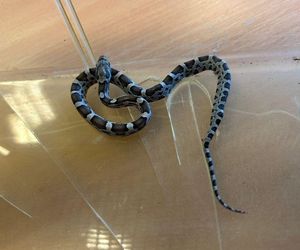 Egzotyczny gość w szkole! Wąż pełzał po bursie, interweniowała straż miejska