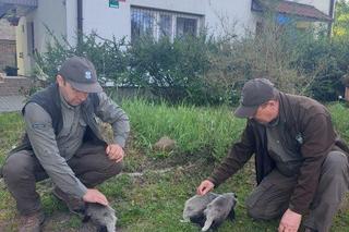 Ich mama została rozjechana przez samochód. Trójka maluszków błąkała się po okolicy