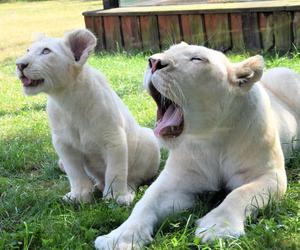 Zoo Borysew może się pochwalić jedynym takim obiektem w Europie. To basen dla białych tygrysów [ZDJĘCIA]. 