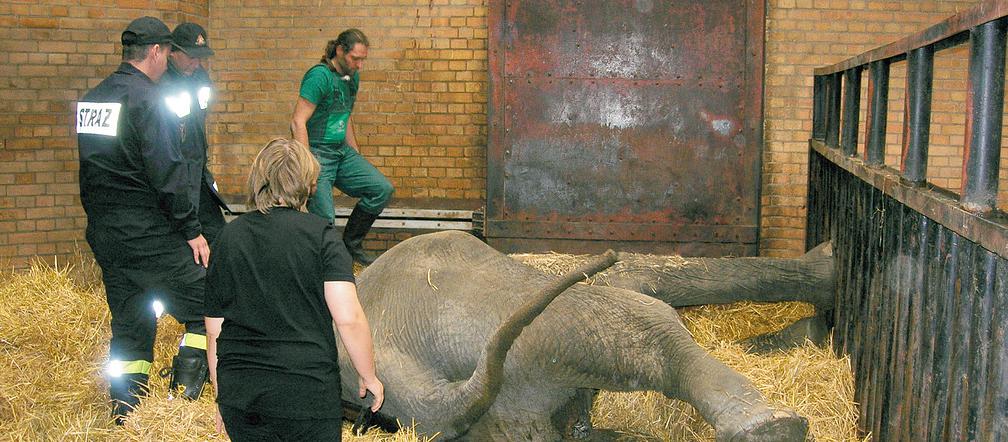 Podnieśli słonia poduszką